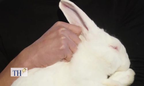 100 hộ Yên Bái - nuôi thỏ xuất khẩu theo công nghệ Nhật 