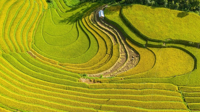 Ruộng bậc thang Mù Cang Chải, Yên Bái -. Ảnh: Nguyễn Tấn Tuấn