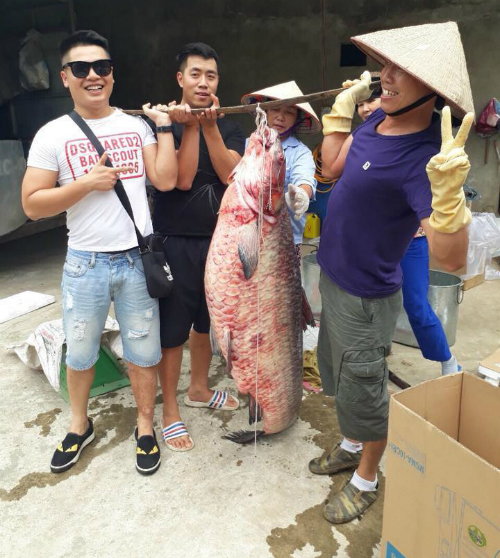 Bắt được cá trắm khủng nặng 61 kg ở Yên Bái -