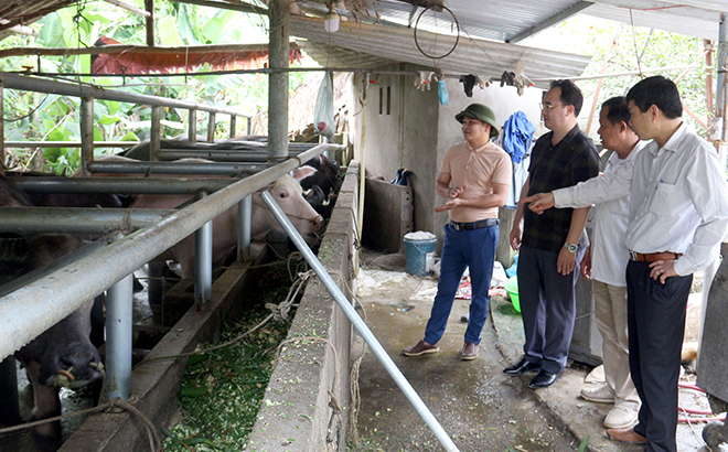 Ông Nguyễn Đức Vượng - Chủ tịch Hội Nông dân huyện Yên Bình (người thứ nhất, từ phải sang) giới thiệu với đoàn công tác Hội Nông dân tỉnh Dự án “Chăn nuôi trâu, bò vỗ béo” tại xã Xuân Lai.