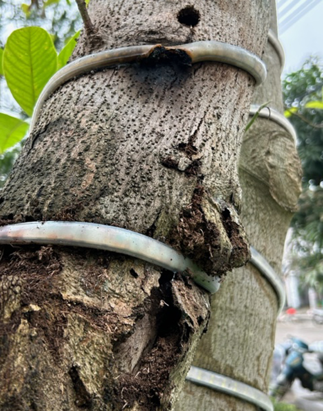 Dây đèn LED thắt chặt thân cây ngọc lan. (Ảnh chụp ngày 13/4/2023 tại vườn hoa rạp Hồng Hà).