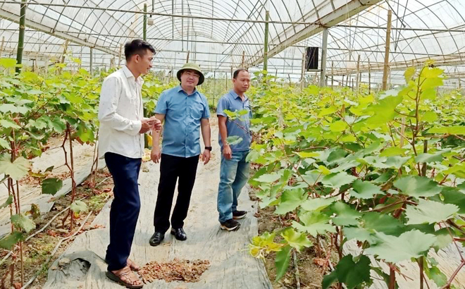 Đồng chí Giàng A Câu - Chủ tịch Hội Nông dân tỉnh (đứng giữa) thăm mô hình nho hạ đen của hội viên nông dân ở tổ 9, thị trấn Yên Thế, huyện Lục Yên.